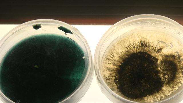 Бактерии, питающиеся нефтепродуктами, могут помочь очистить загрязнения и разливы