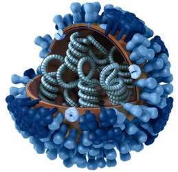 flu-virus