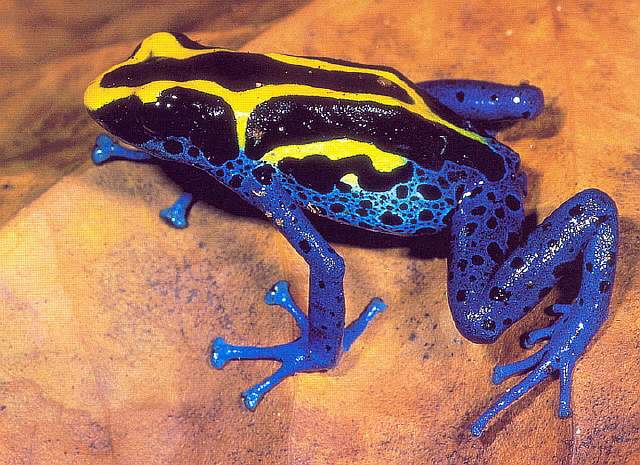Poison_Dart_Frog_from_French_Guiana