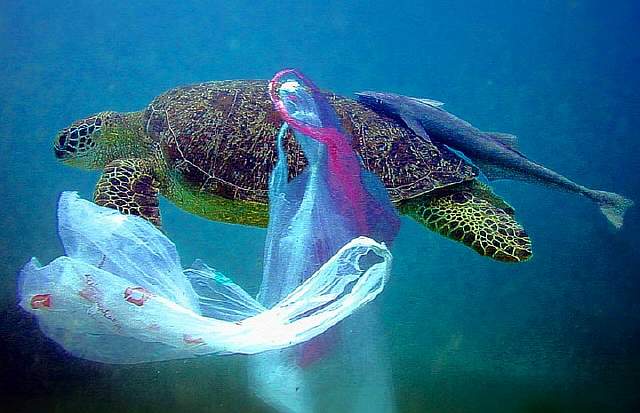 Plastic-Bags-Ocean