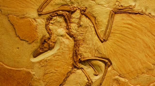 archaeopteryx-slab_0
