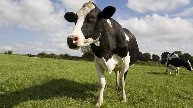 cow-up-close-in-a-meadow-blue-sky-clouds-000006267756-100263781-primary.idge