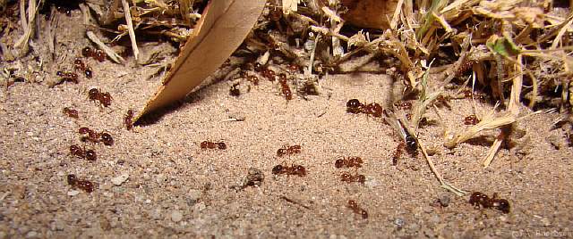 solenopsis_invicta_fire_ant_workers_swarm_mating_flight