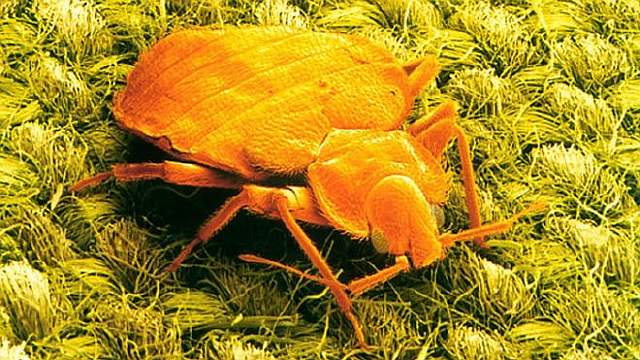 _89425258_z2850116-sem_of_a_bed_bug-spl