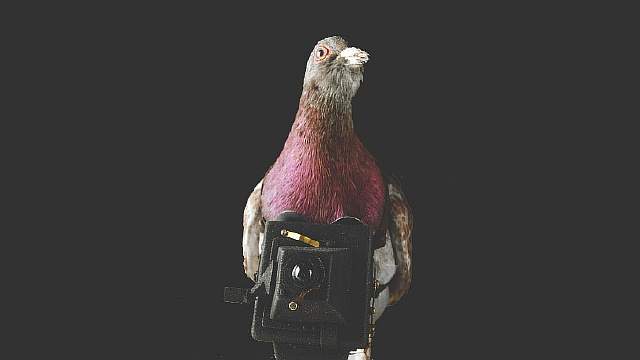 Pigeon-Camera-ppcorn