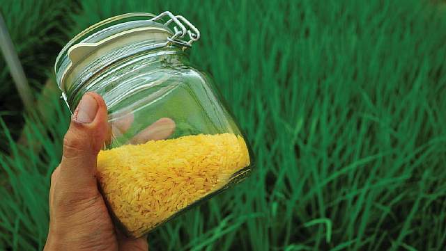 Golden-Rice-Jar