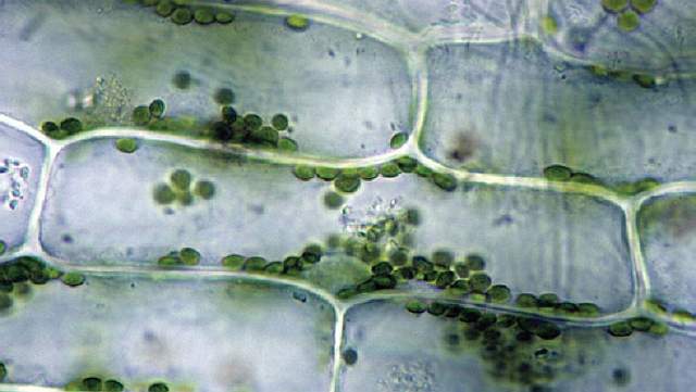 Подпись к изображению: В растительной клетке фотосинтез осуществляется зелеными пластидами, хлоропластами