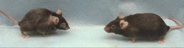 Подпись к изображению: На снимке две мыши одного возраста, однако у особи, изображенной справа, удалены «клетки старения»