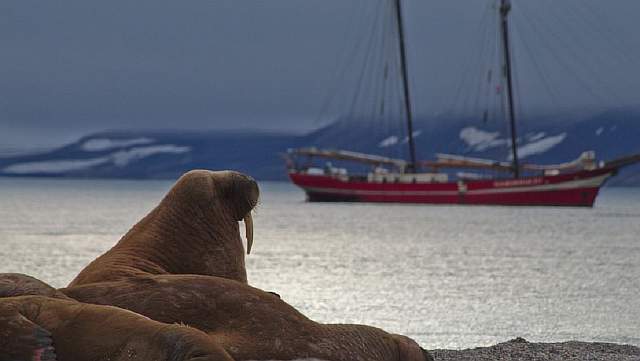 walruss-flickr-rob-oo