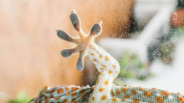 extra_large-1484742734-gecko-foot