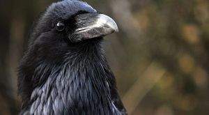 raven-bird