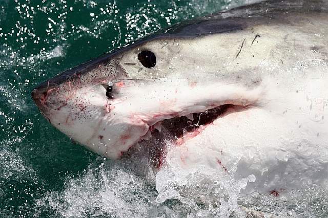 Эксперт: в чём Голливуд ошибается, показывая акул в фильмах ужасов