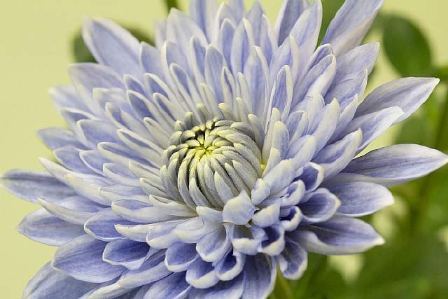 Генная инженерия позволяет создавать неестественно голубые цветы