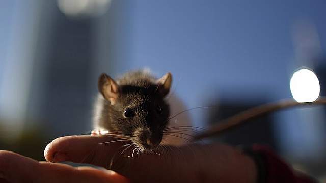 Магниты в мозге заставляют мышей двигаться по команде