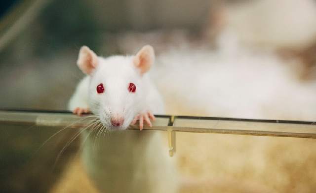 Стволовые клетки восстанавливают подвижность и сенсорное восприятие у парализованных крыс