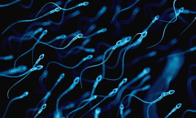 Мужчины, которые не носят обтягивающих трусов, имеют сперму более высокого качества