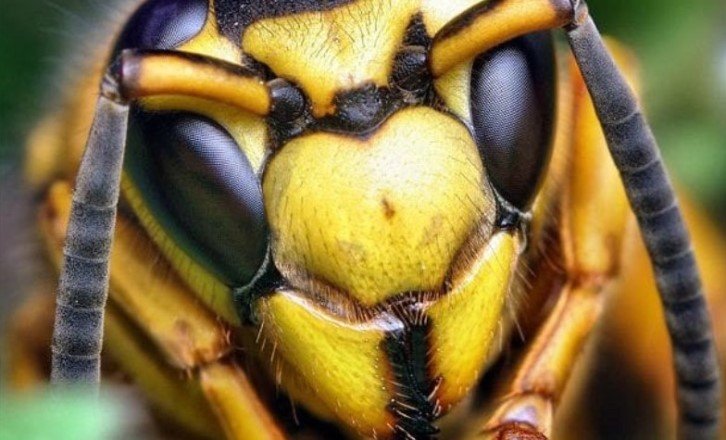 Берегите ос — они так же важны, как и пчёлы