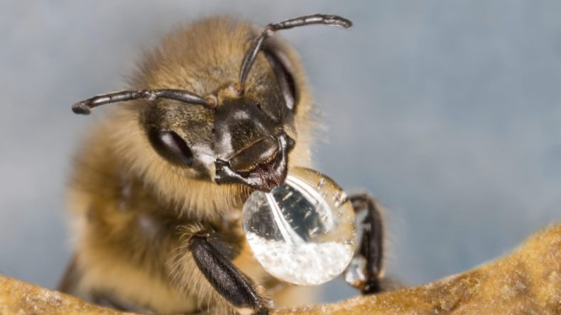 Полученная из грибов «вакцина» может помочь спасти пчёл
