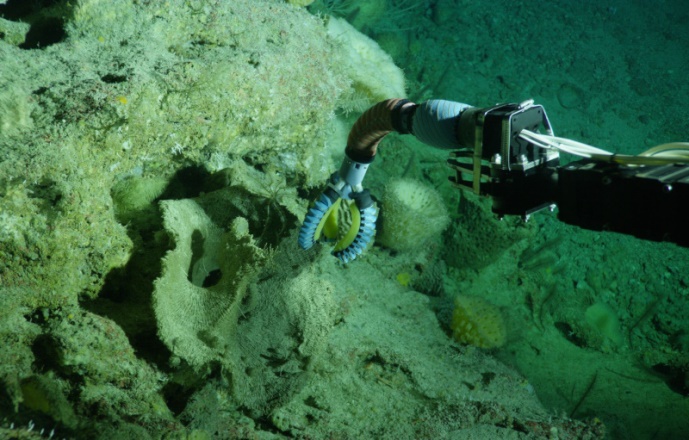 Манипулятор подводного робота, дистанционно управляемый рукой в сенсорной перчатке, способен нежно брать в захваты медузу