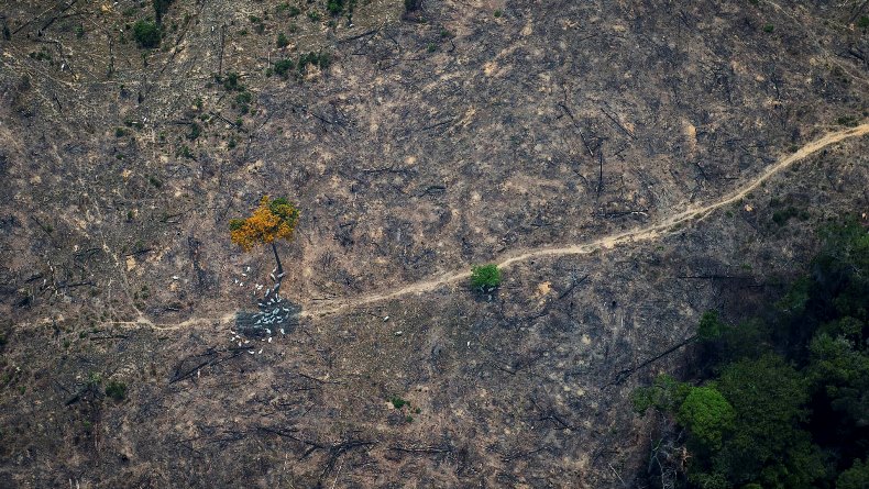 Заброшенные поля зарастают лесом в пять раз быстрее, чем считалось ранее