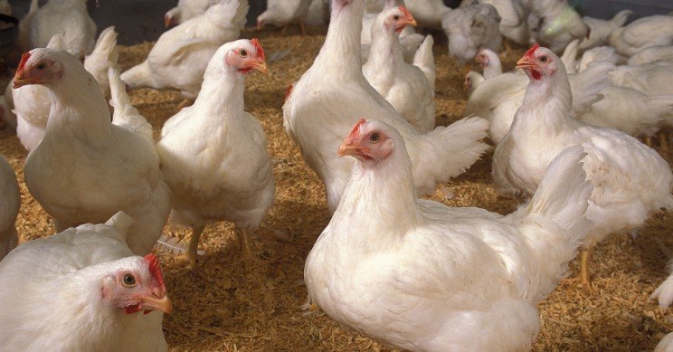 Яйца генетически модифицированных кур могут использовать для создания дешёвых лекарств от рака