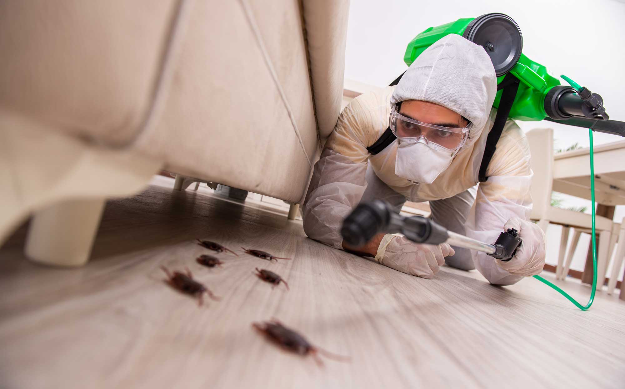 Эффективные методы уничтожения тараканов: путь к безопасному и чистому дому