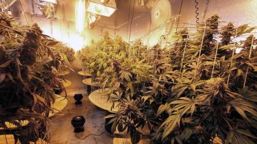 методы выращивания марихуаны