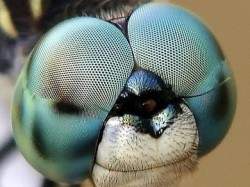 http://gearmix.ru/wp-content/uploads/2013/09/Macro-Photography-of-Insects-Eyes-5-250x187.jpg