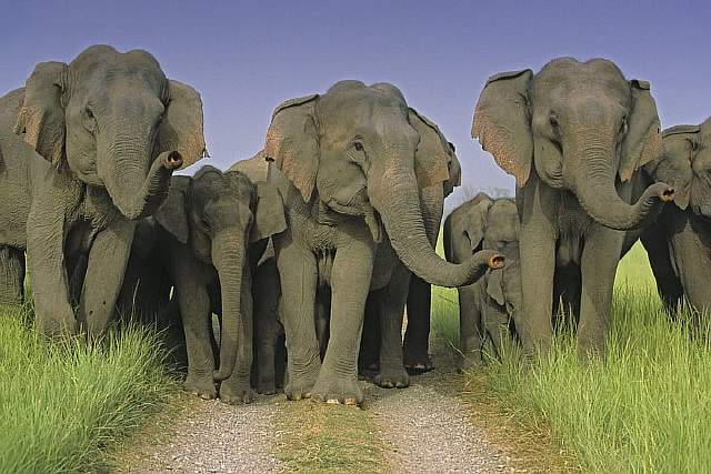 http://gearmix.ru/wp-content/uploads/2014/01/60__Indian_Elephants_greeting_Jagdeep_Rajput.jpg